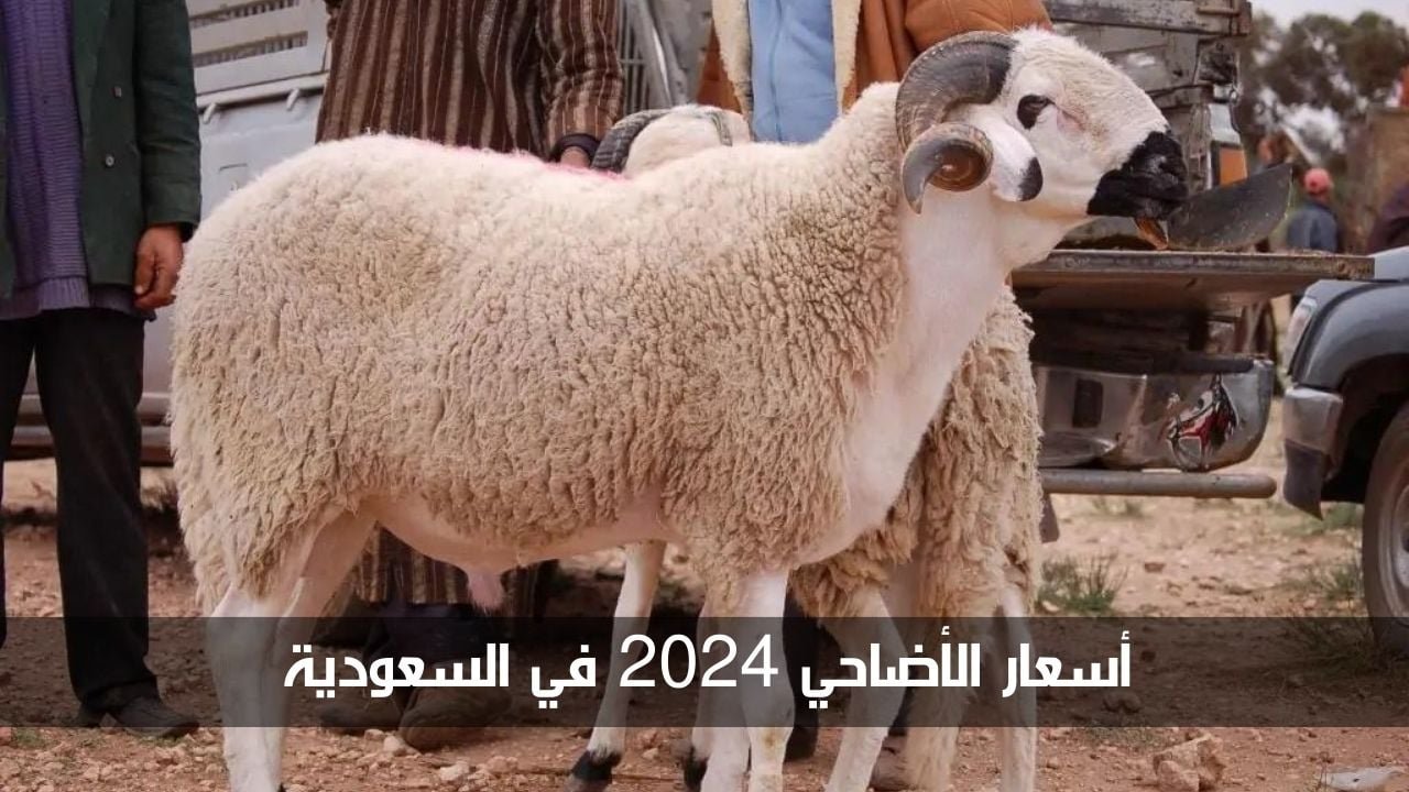 اسعار الاضاحي في الأسواق السعودية