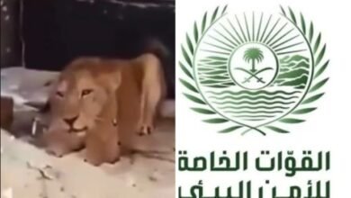 لبؤة تقتحم حيا سكنيا في السعودية