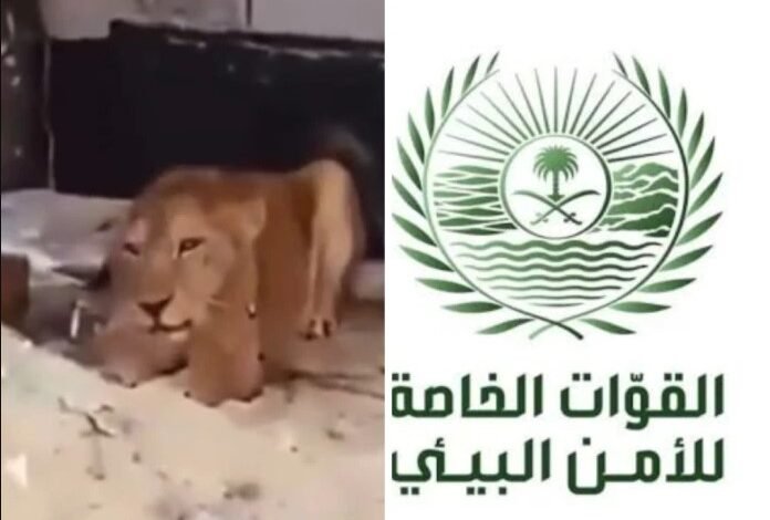 لبؤة تقتحم حيا سكنيا في السعودية